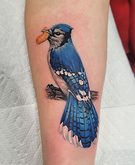 Blue Jay & Peanut — Color tattoo by Jessica