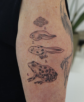 Frog Life Cycle — Illustrative tattoo by Emma